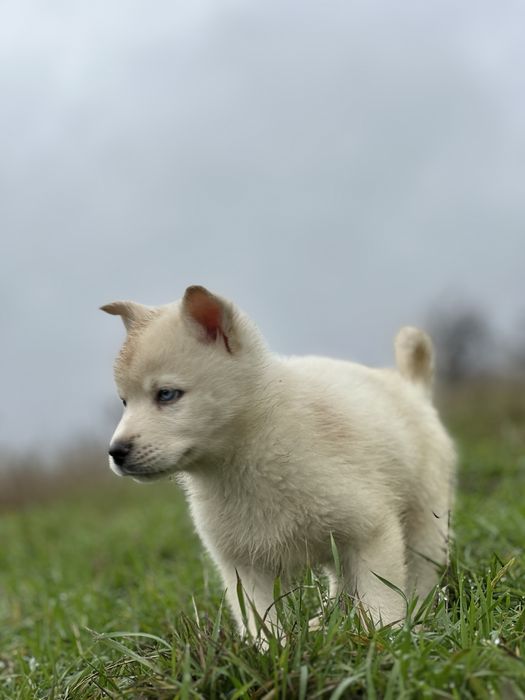 Mascul husky siberian!