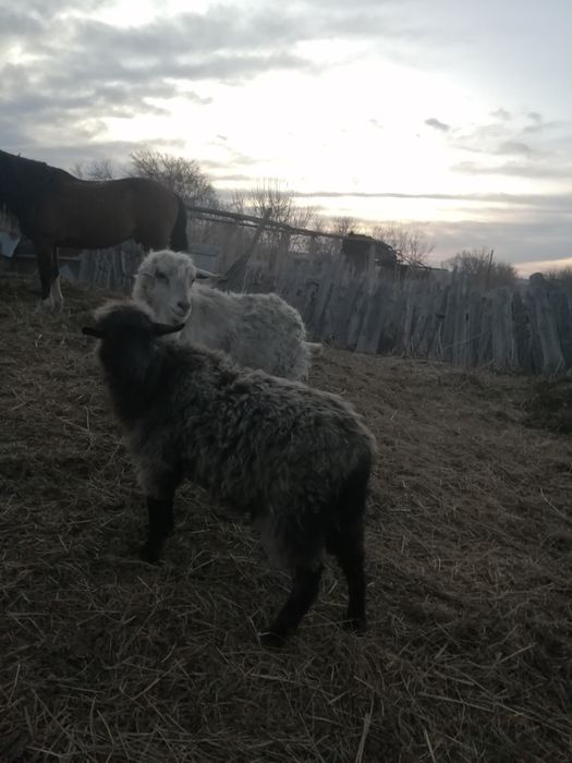 Продам козачку и козла