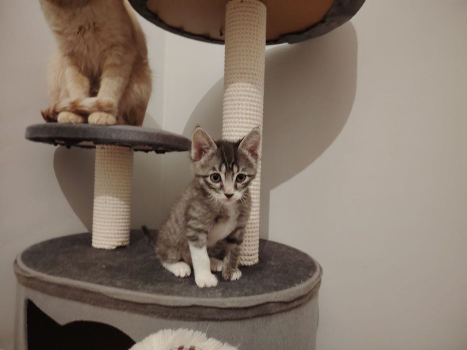 Котята в доьрые руки