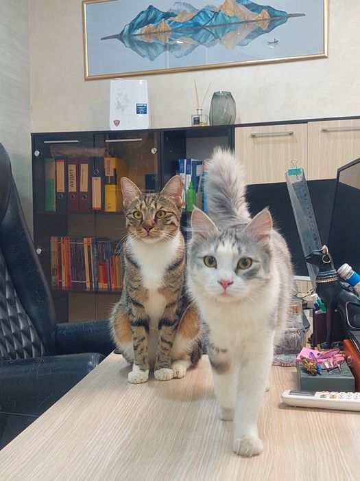 Котенок мальчик кастрированный Ташкент