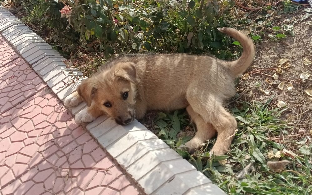 щенок ИТ кушук Кыз девочка 3 месяца Узынагаш бесплатно аш в хорошие ру