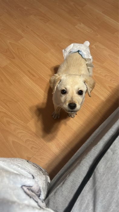 Подарявам кученца