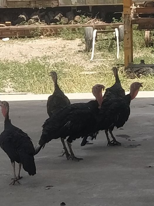 инкубационные яйца индюка