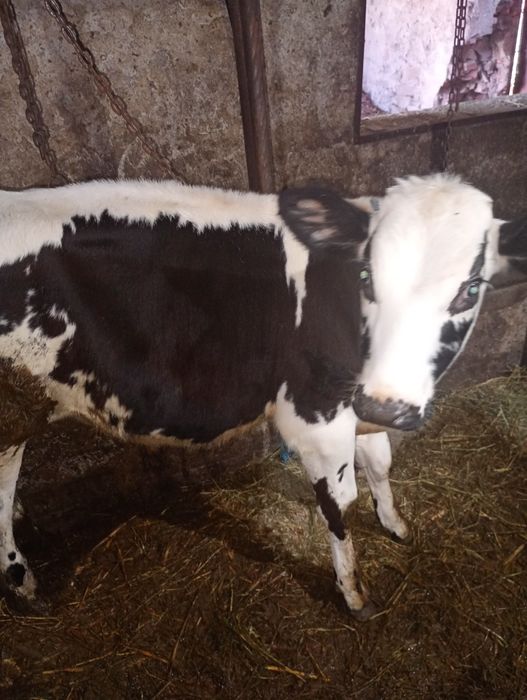 Vand vitel in varsta de 7 luni