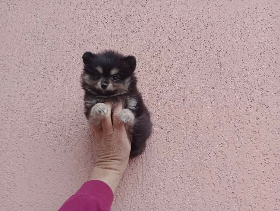 Женско Померанче !