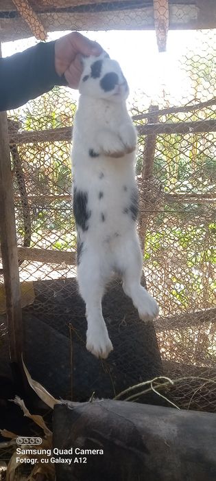 Iepuri fluture german