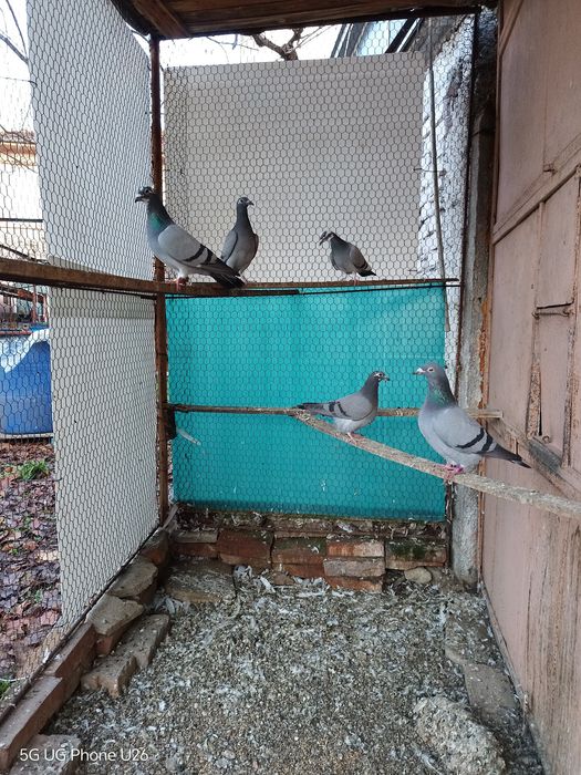 Продавам  пощенски гълъби