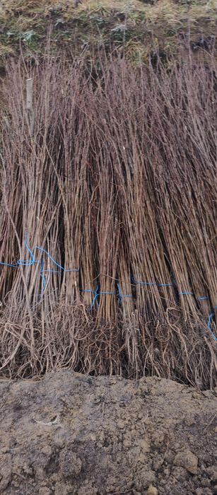 Puieti forestieri salcam frasin carpen stejar fag paltin tei mesteacăn