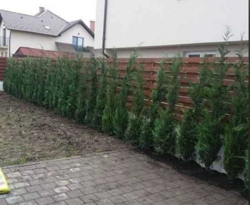 Leylandii gard viu chiparos vesnic verde oriunde in tara