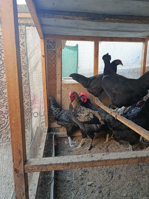 5 ойлик, зотлик қора хўроз ва товуқлар сотилади