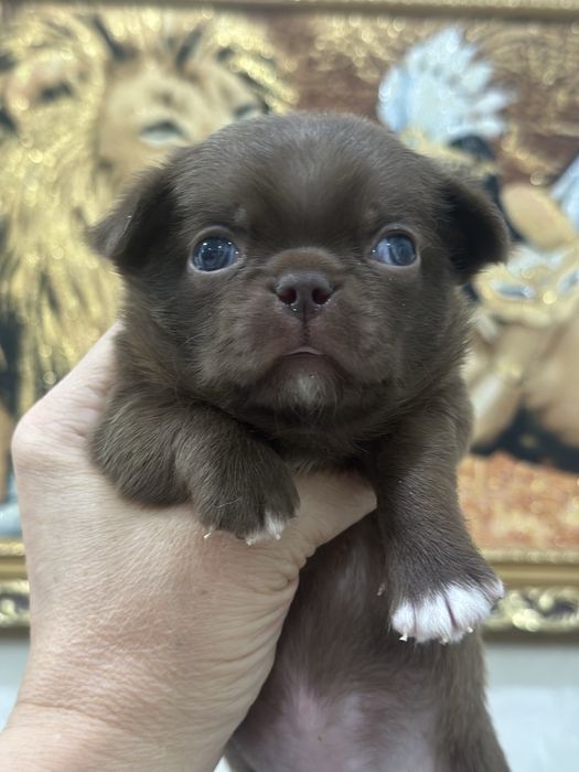 Супер мальчик беби фейс шоколад