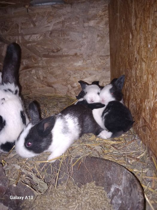 Iepurași  pentru cei mici și mari