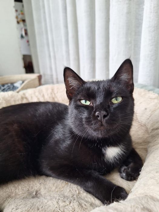 Шикарный котик ищет дом