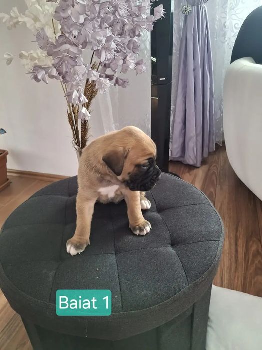 Pui de boxeri dragalasi