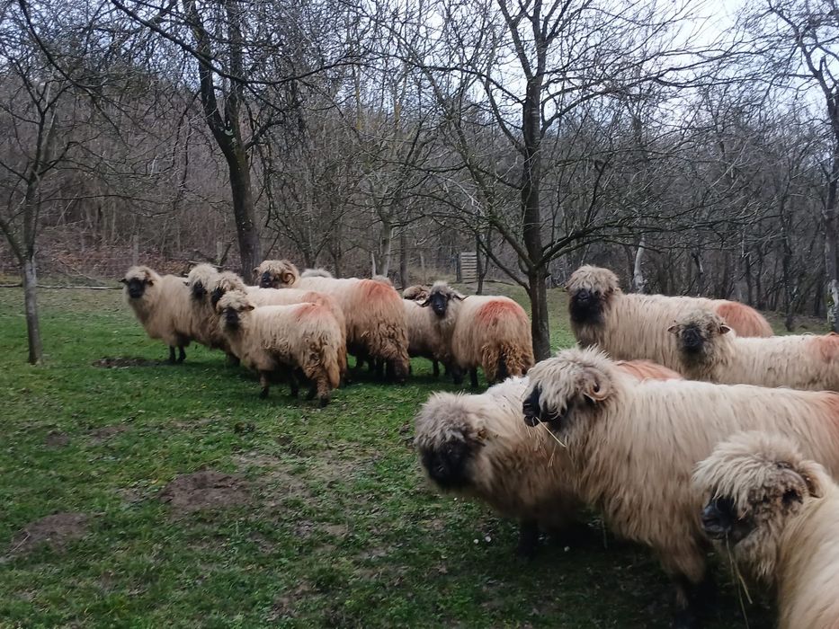 Vând 10 oi și un berbec.