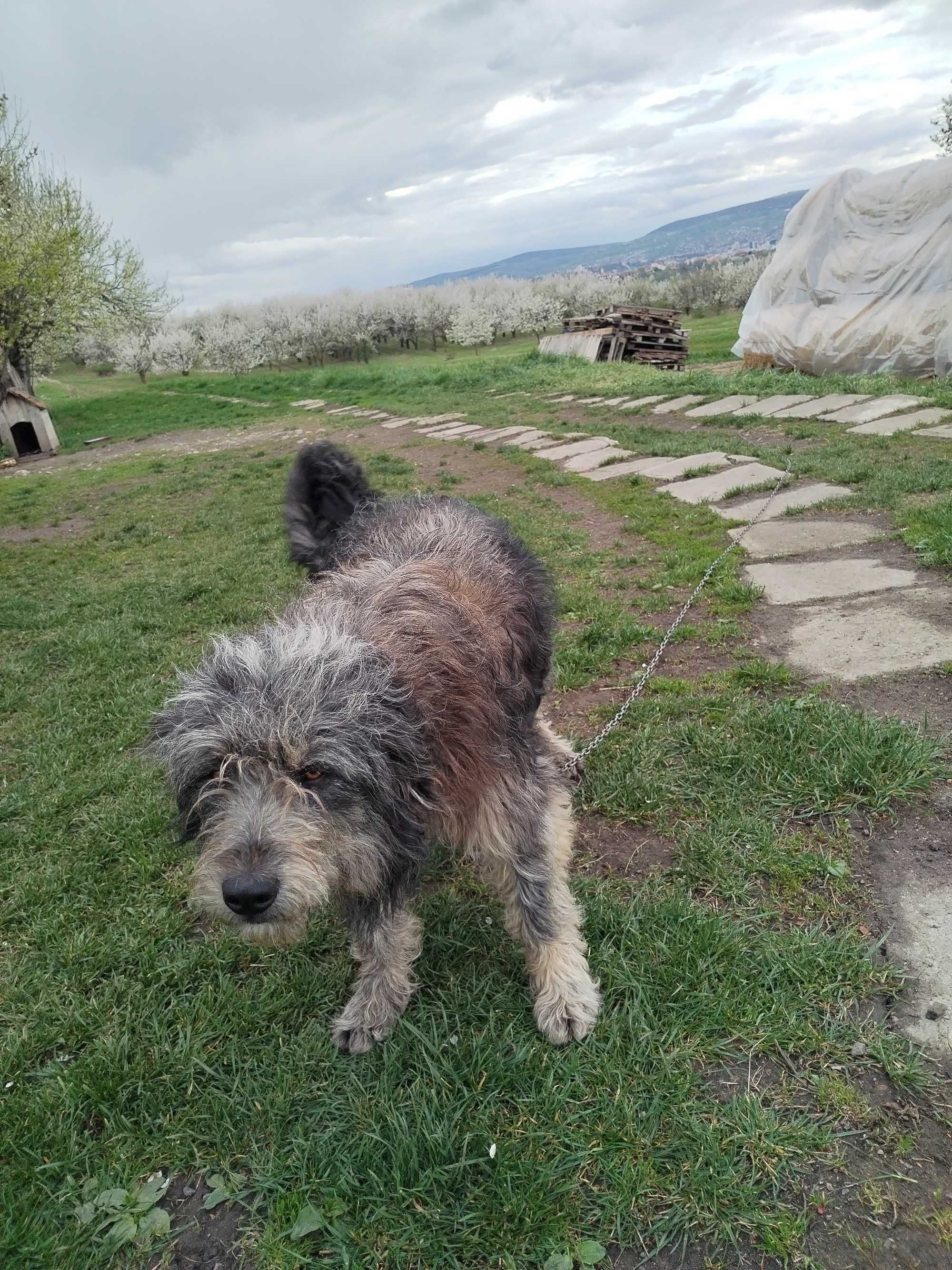 Donez un câine și o catelusa