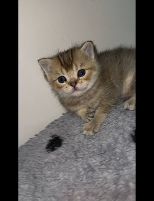 Готовятся к продаже британские котята