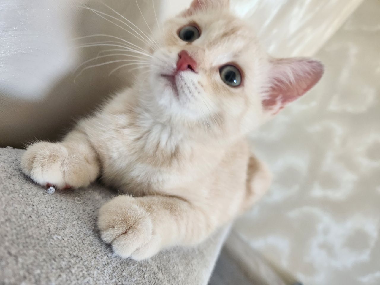 Котёнок продаётся