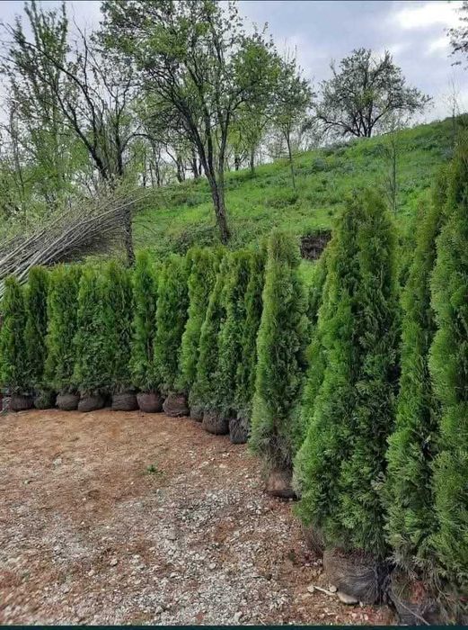 Tuia smarald diferite dimensiuni gazon rulou plantele diverse