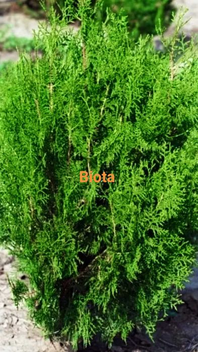 Gard viu tuia orientalis biota