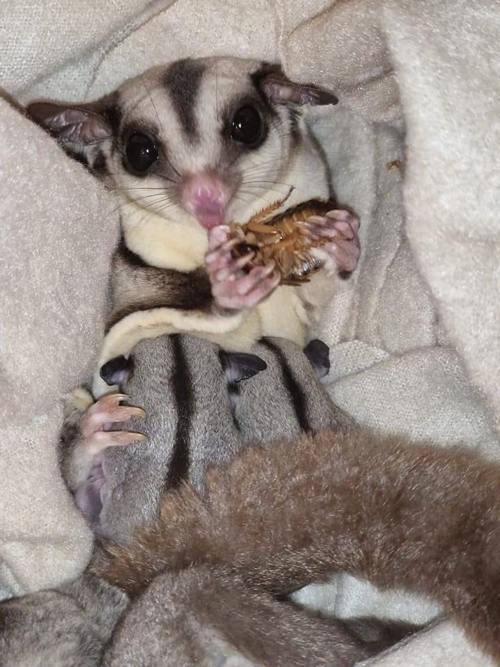 Vând pui de sugarglider veverită