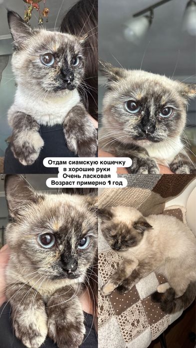 Кошка в хорошие руки