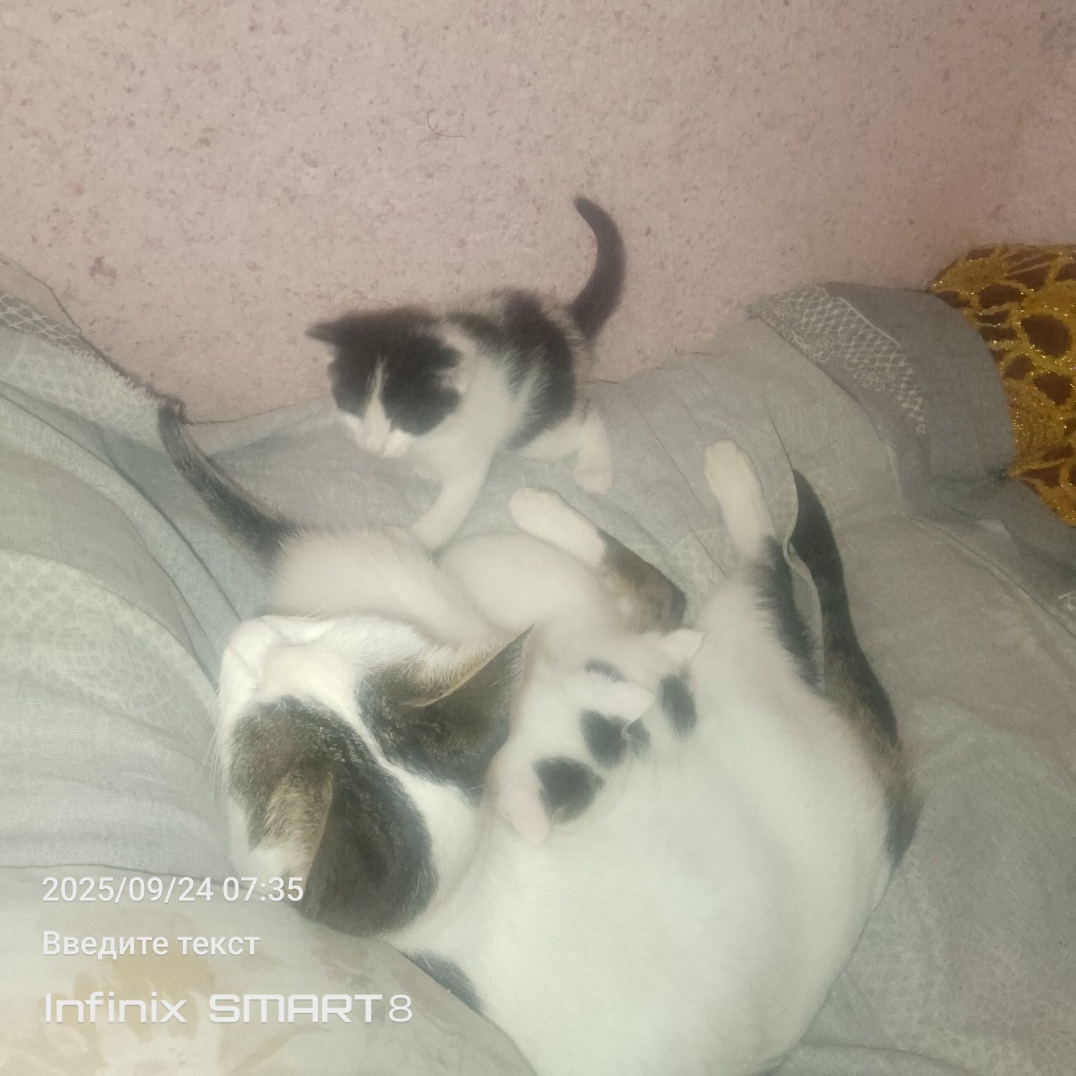 Отдам даром в хорошие руки