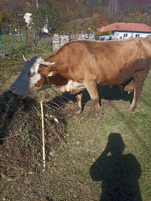 Vând vacă gestanta