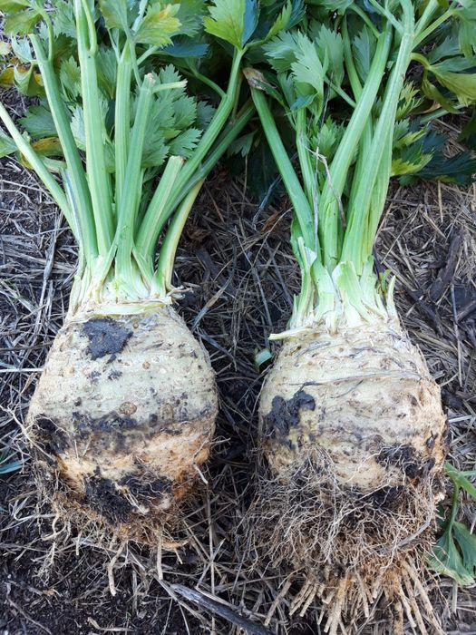 Vând praz și telina