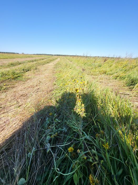 Сено рулон тюк ранний покос луговое разнотравье