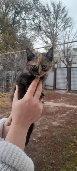 Котята ищут заботливую семью