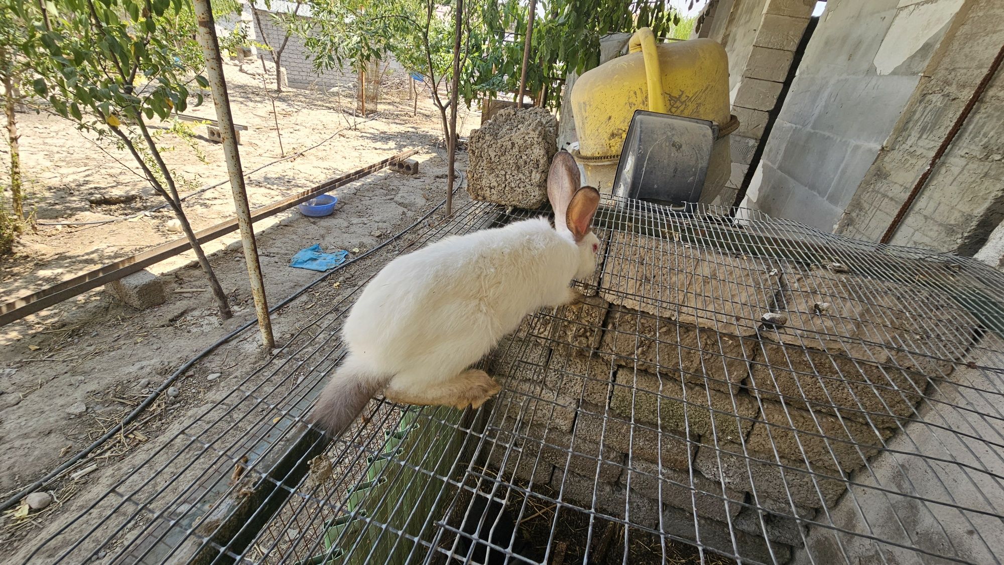 Куён боллари сотилади 8та