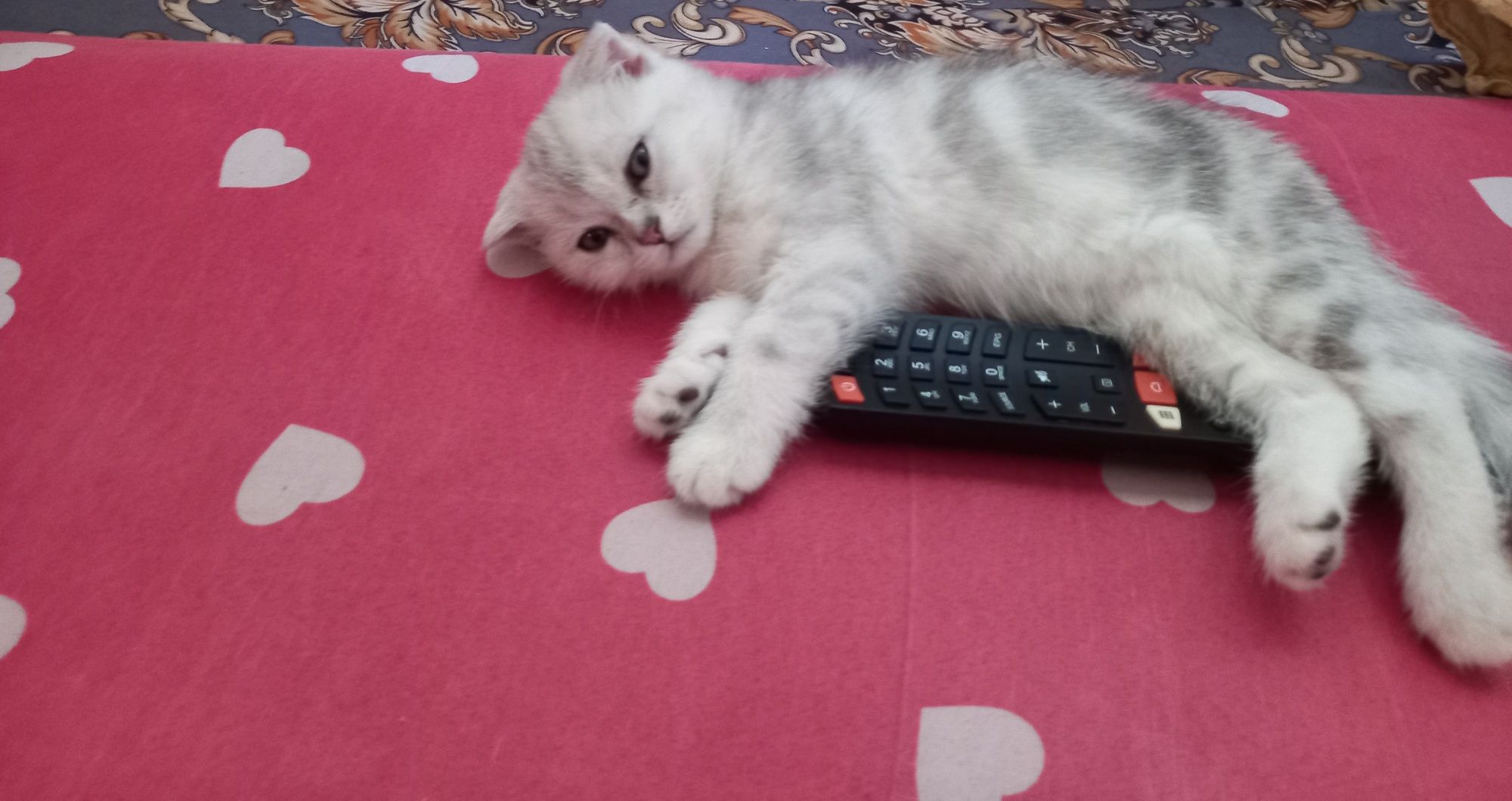 Продаются котята скоттиш фолд