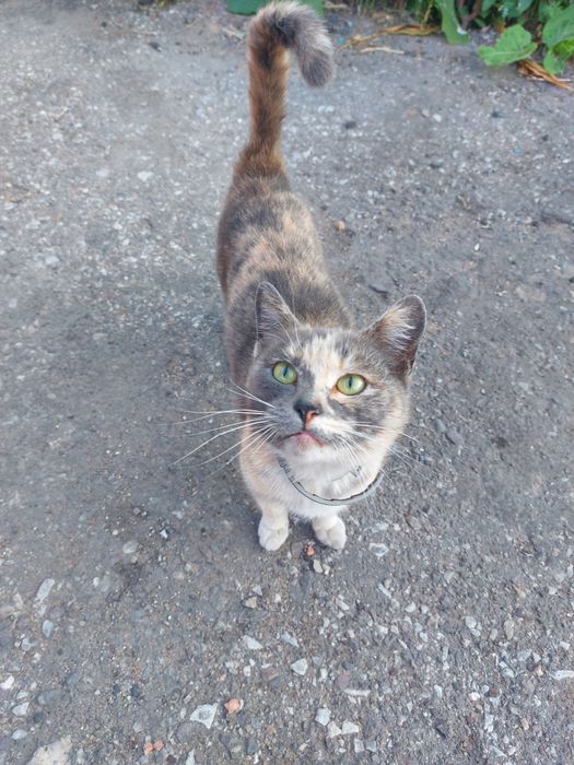 Кошка ищет дом !