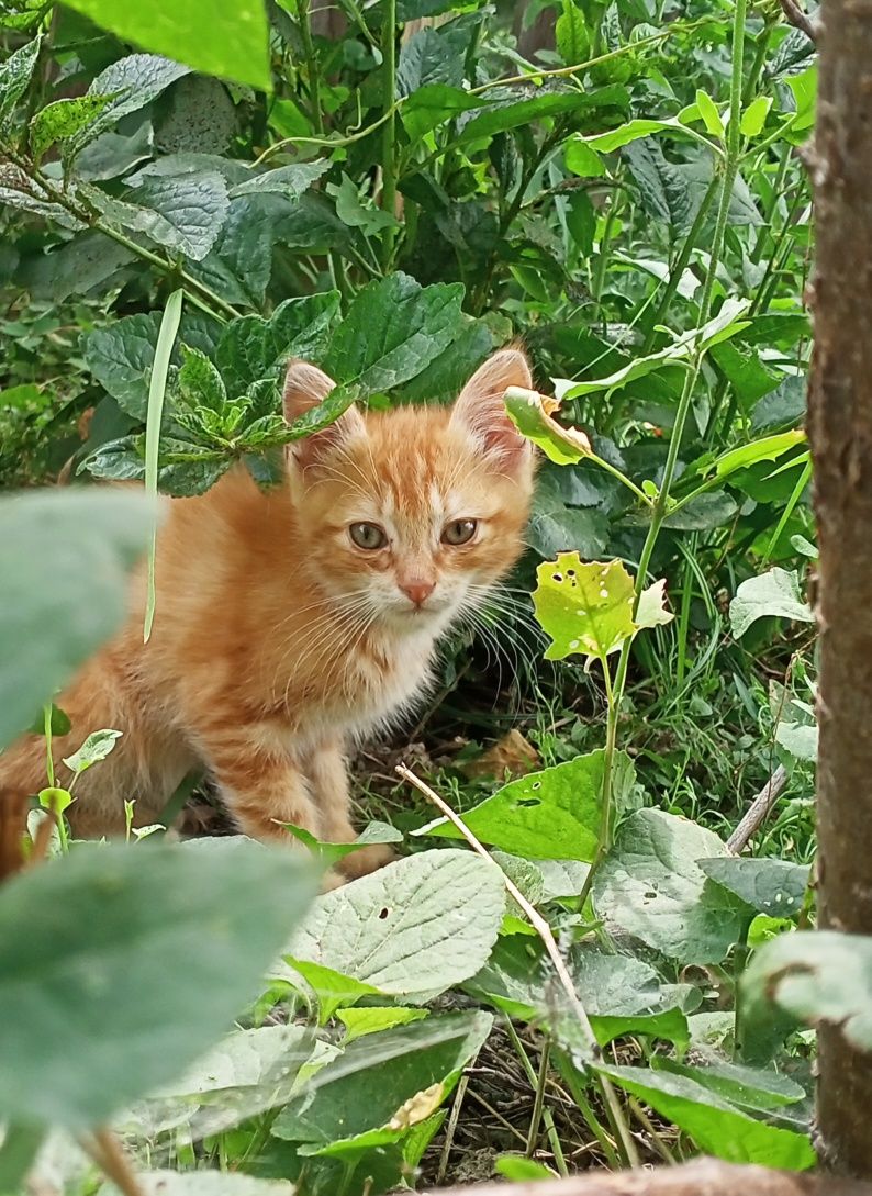 Котята бесплатно в хорошие руки.