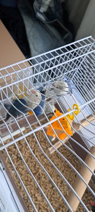 Papagali Agapornis 3