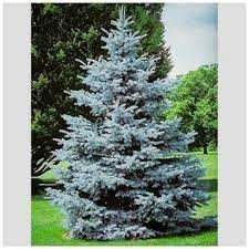 Сребрист Смърч-(Picea Pungens Glauca)