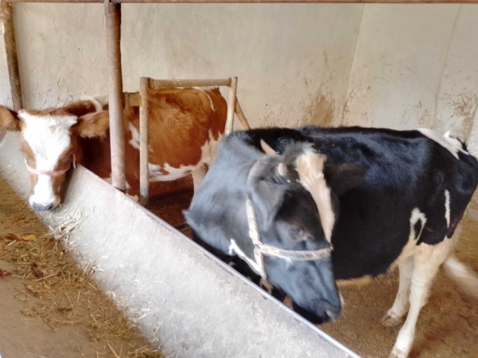 Икта тонача сотилади зоти тоза