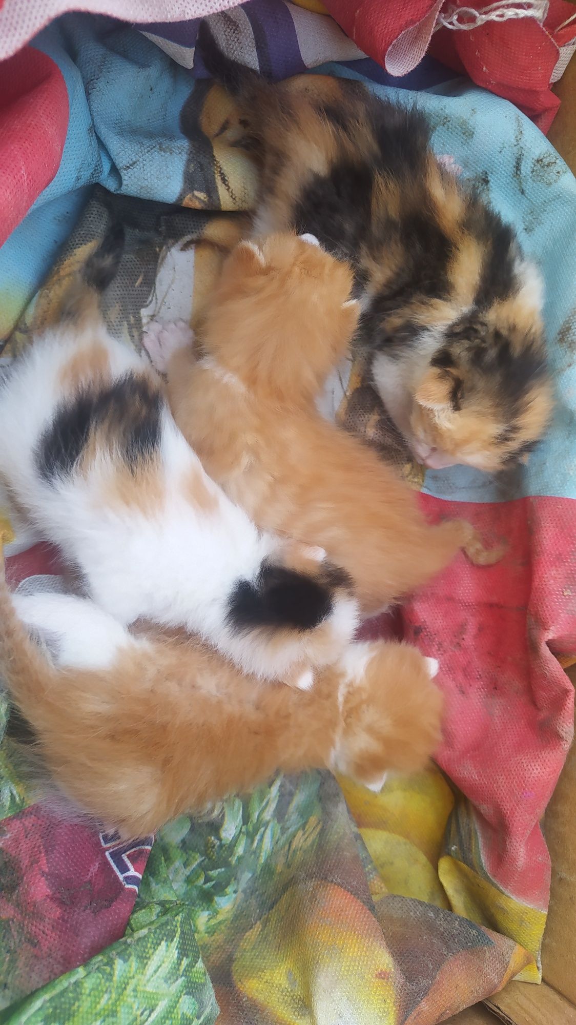 Mushuk bolalari va mushuk sotiladi