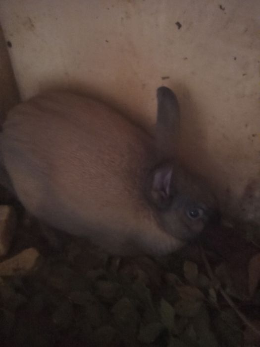 Продаю кролики 2 самца.и 1 самка..