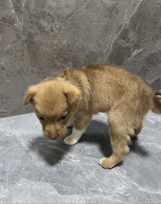 Щенок кабель мальчик