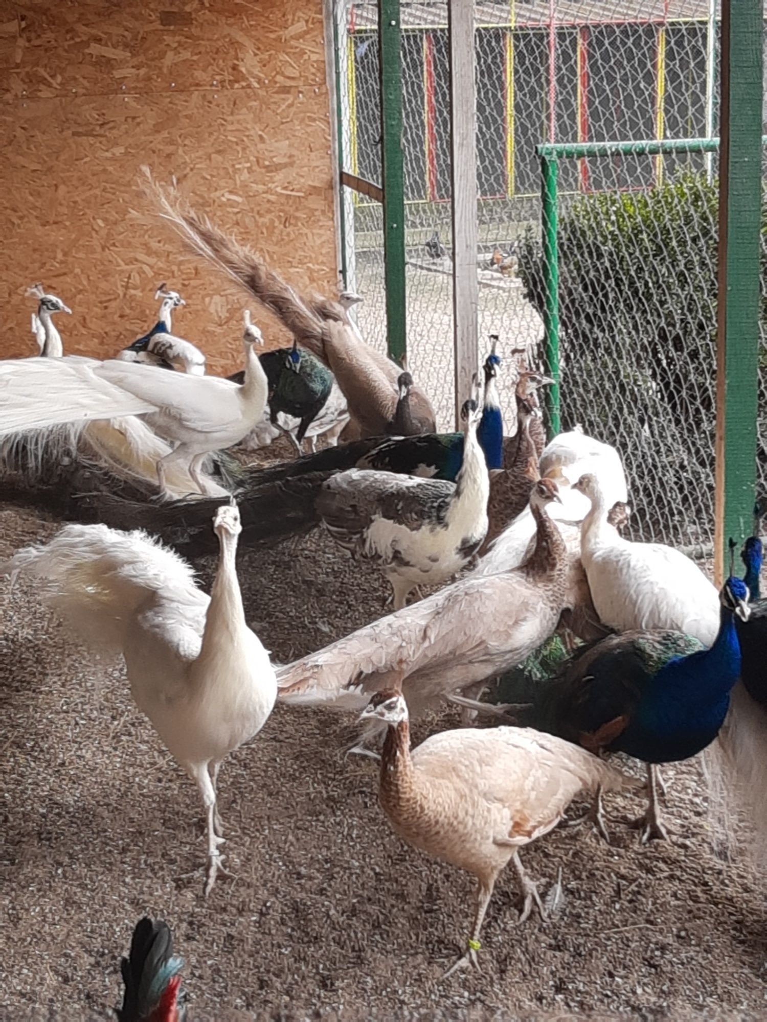 Păuni maturi și tineri diferite culori