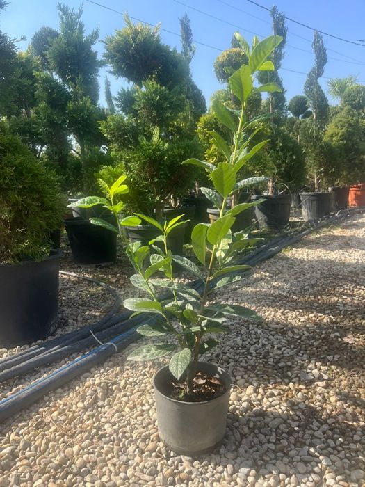 Tuia Platan Arțar Photinia