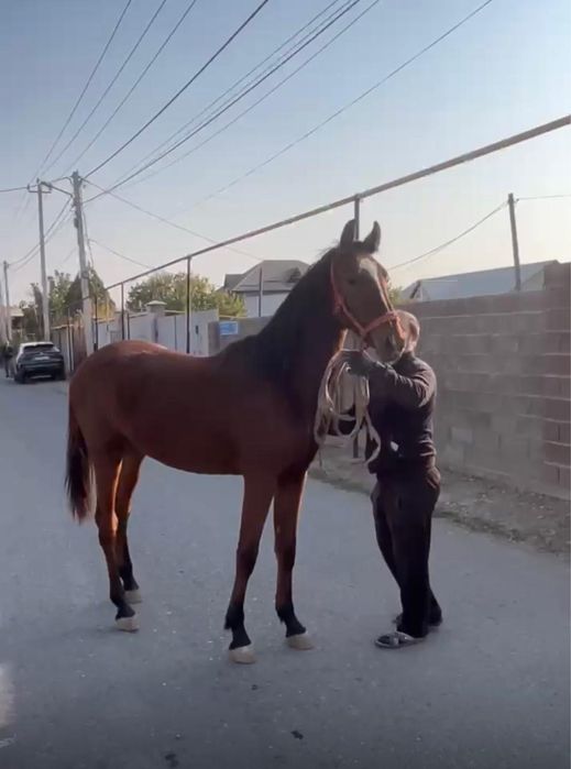 Продам, лошадь, жиребенок 1,5 года , чистокровный орловец ,