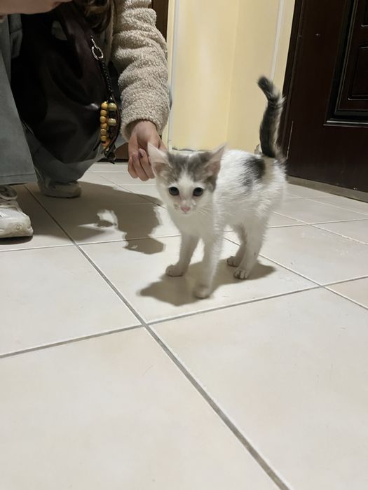 Котенок в добрые руки