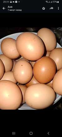 Домашние яйца от домашних кур