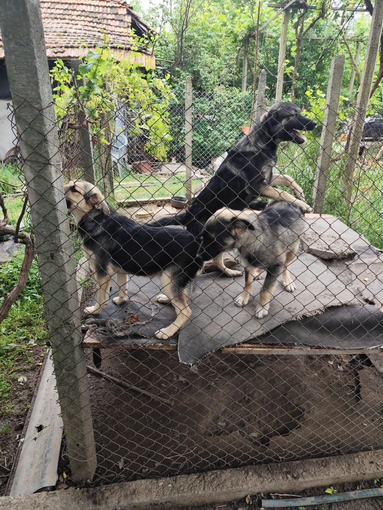 Подаряваме кученца