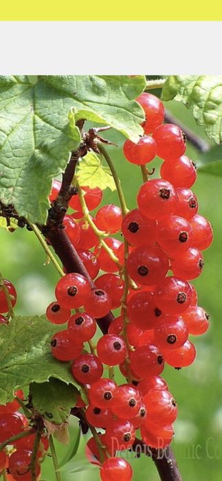 Trandafiri.Liliac.Ciresi.Aluni.Nuci.Prun.Corn.Mar.Meri.Migdal.Coacaz>R