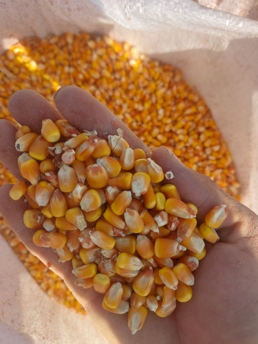 Makka doni 120 kunlik