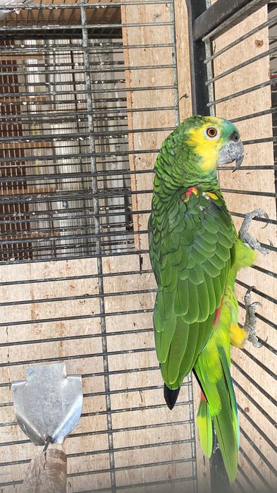 Синьочела Амазона